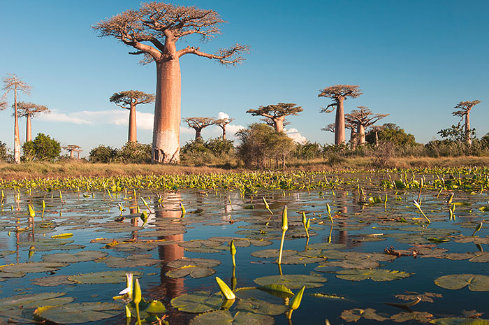 Madagascar - Essências do Sul