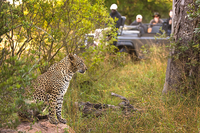 Kruger Park & Cape Town ( Lion Sands Game Reserve )