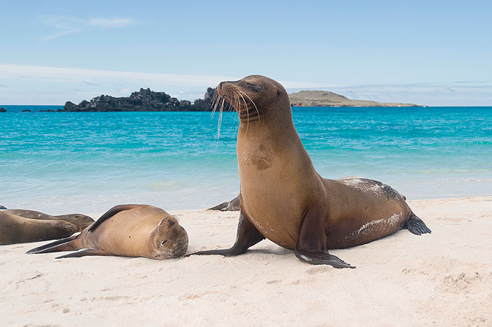 Galápagos Combinado de Ilhas: San Cristobal, Isabela e Santa Cruz