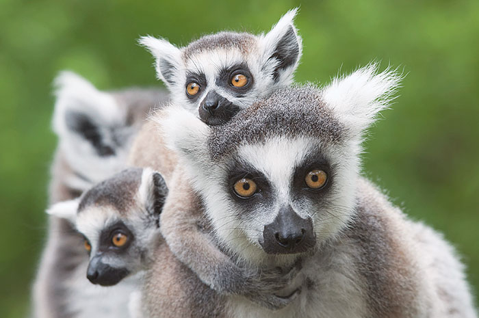 Madagascar - Safári, Lêmures e Praia